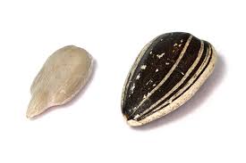 sunflower seed and shell